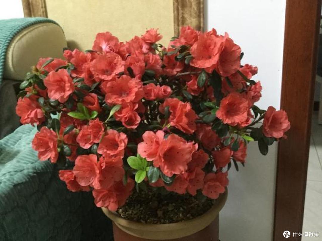 3种花,让你体验“买花一时爽,养花火葬场”,可别轻易养