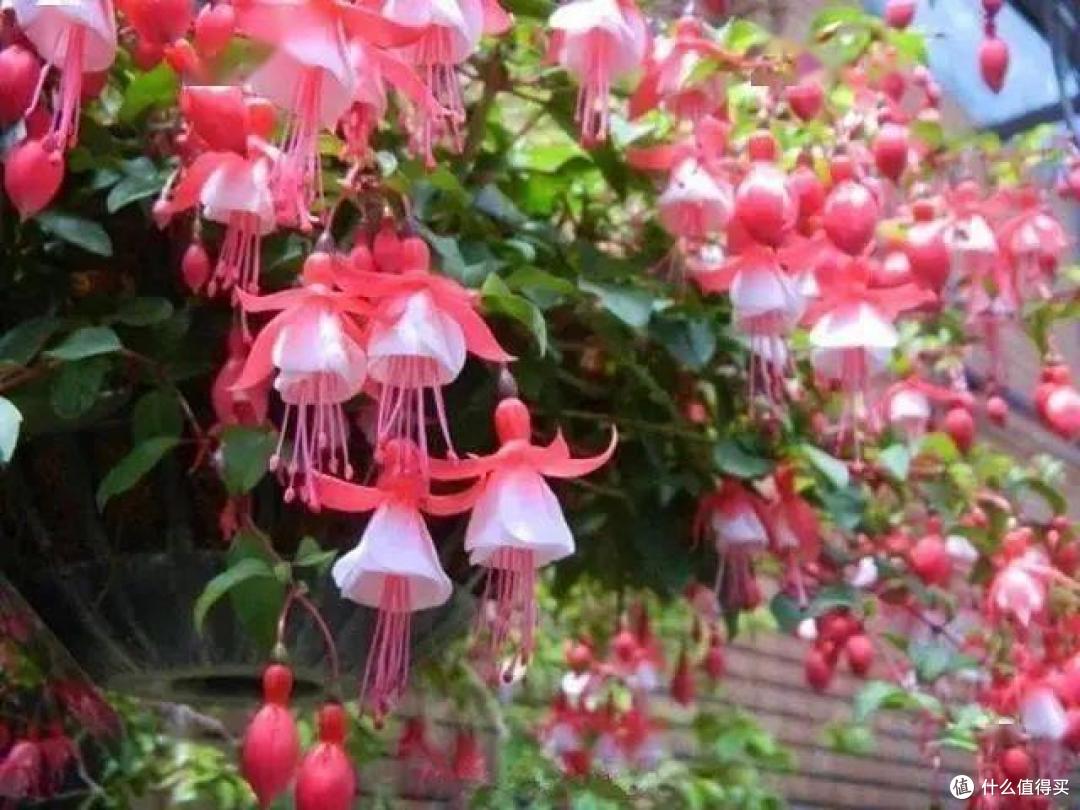 3种花,让你体验“买花一时爽,养花火葬场”,可别轻易养