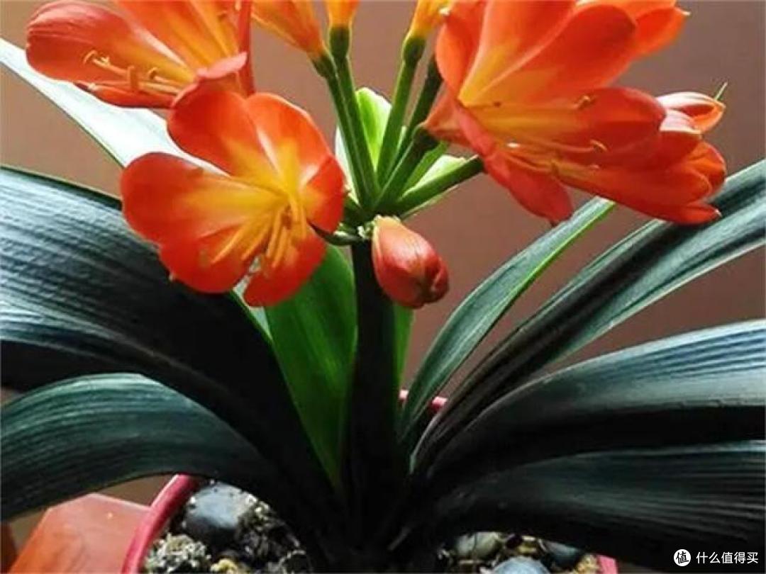 3种花,让你体验“买花一时爽,养花火葬场”,可别轻易养
