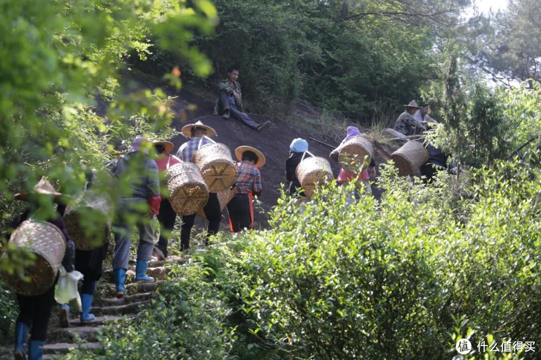 漫步武夷山，喝杯大红袍，过一段隐居生活