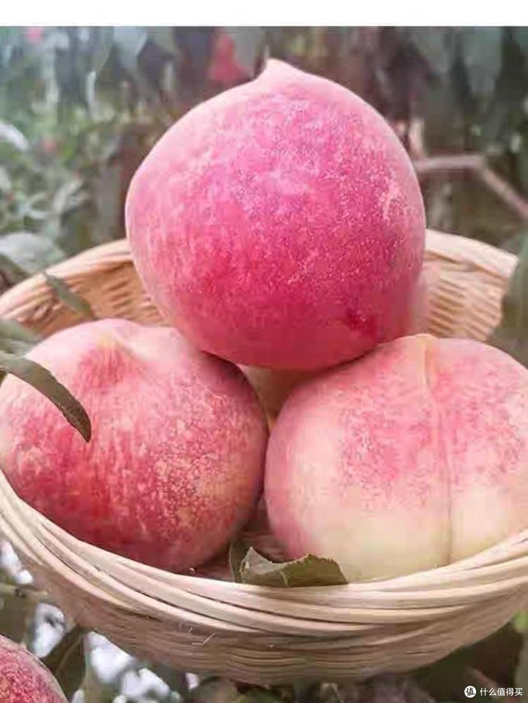 《炎热夏天，味蕾沸腾！桃子，你的舌尖那抹甜蜜》