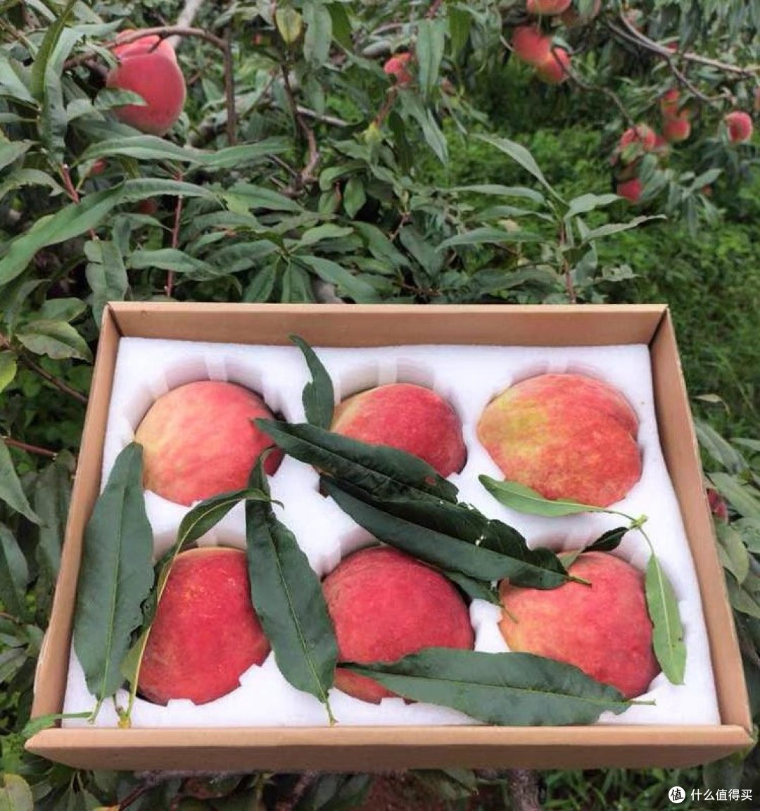 《炎热夏天，味蕾沸腾！桃子，你的舌尖那抹甜蜜》