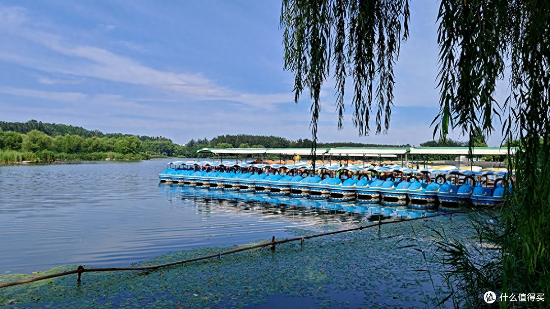 开学旅游之手机摄影记录奥森公园百日菊网红点打卡的收获