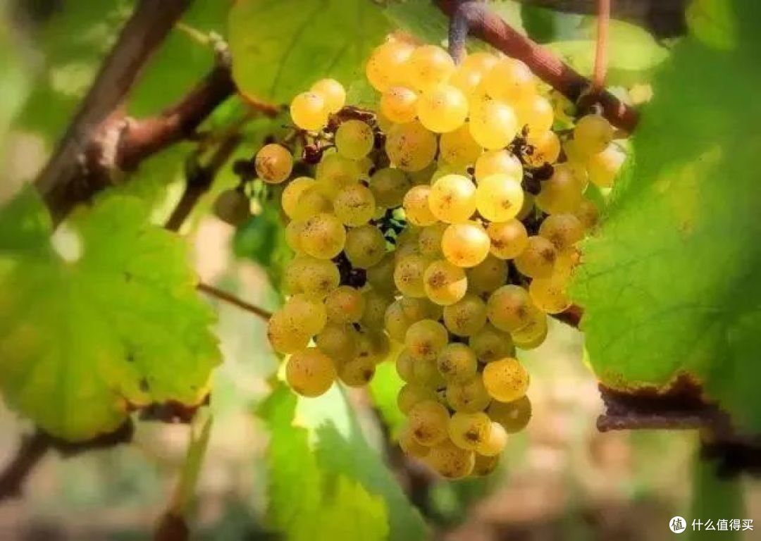 Moscato 丨 图源网络