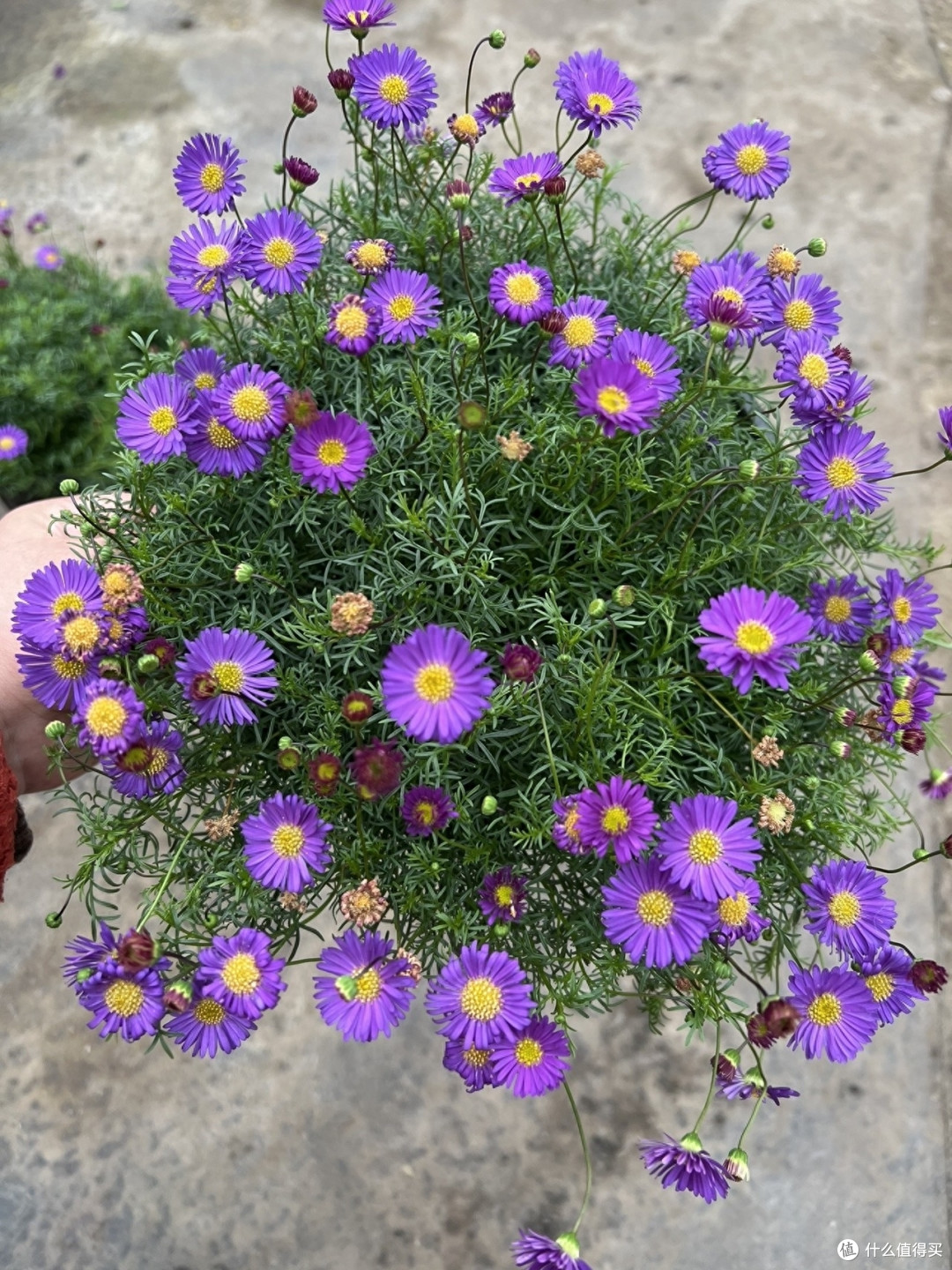 治愈系的“3种花”,花量大、花色美、很好养,一个冬天都开花