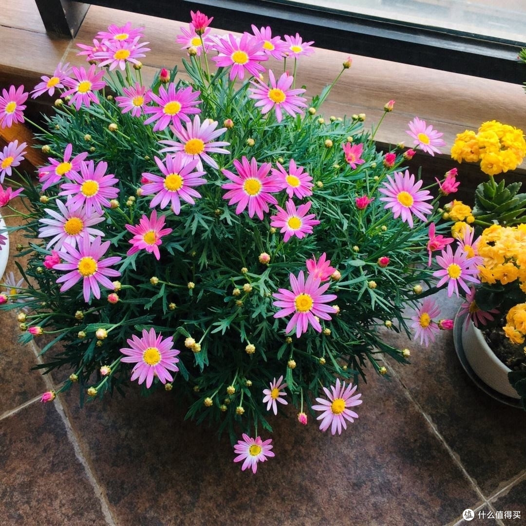 治愈系的“3种花”,花量大、花色美、很好养,一个冬天都开花