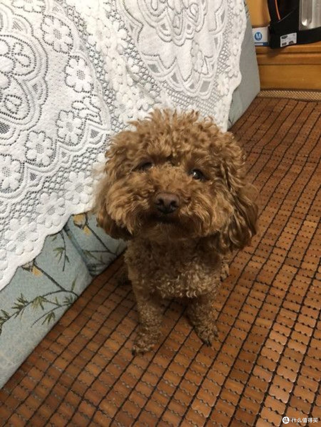 给狗吃零食好吗?狗狗平时该不该吃零食?