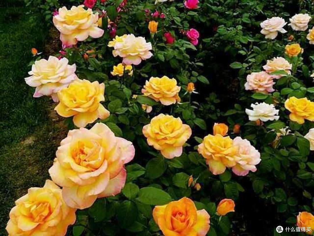 月季要快速爆笋芽无非这4个“秘诀”,照着做,不愁没花看