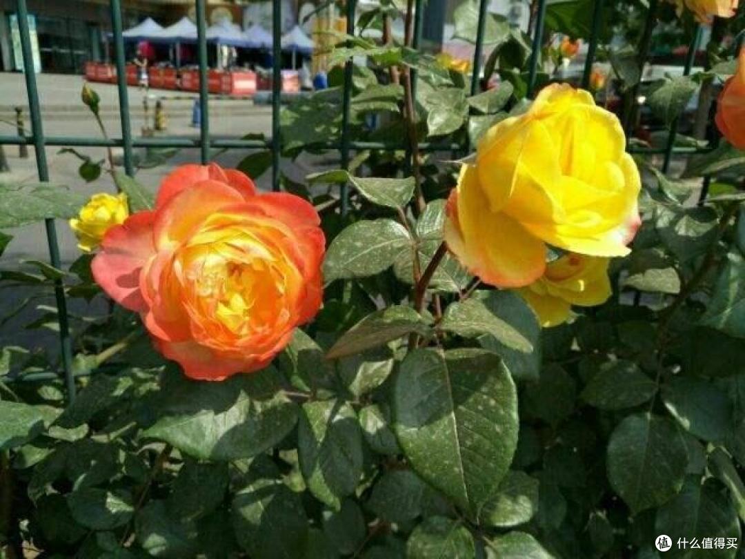月季要快速爆笋芽无非这4个“秘诀”,照着做,不愁没花看
