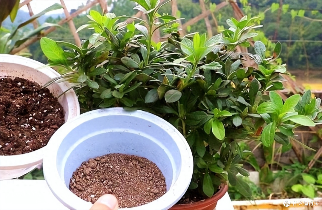 养杜鹃花，有一点尤其关键，开花真多真美，太讨人喜欢了