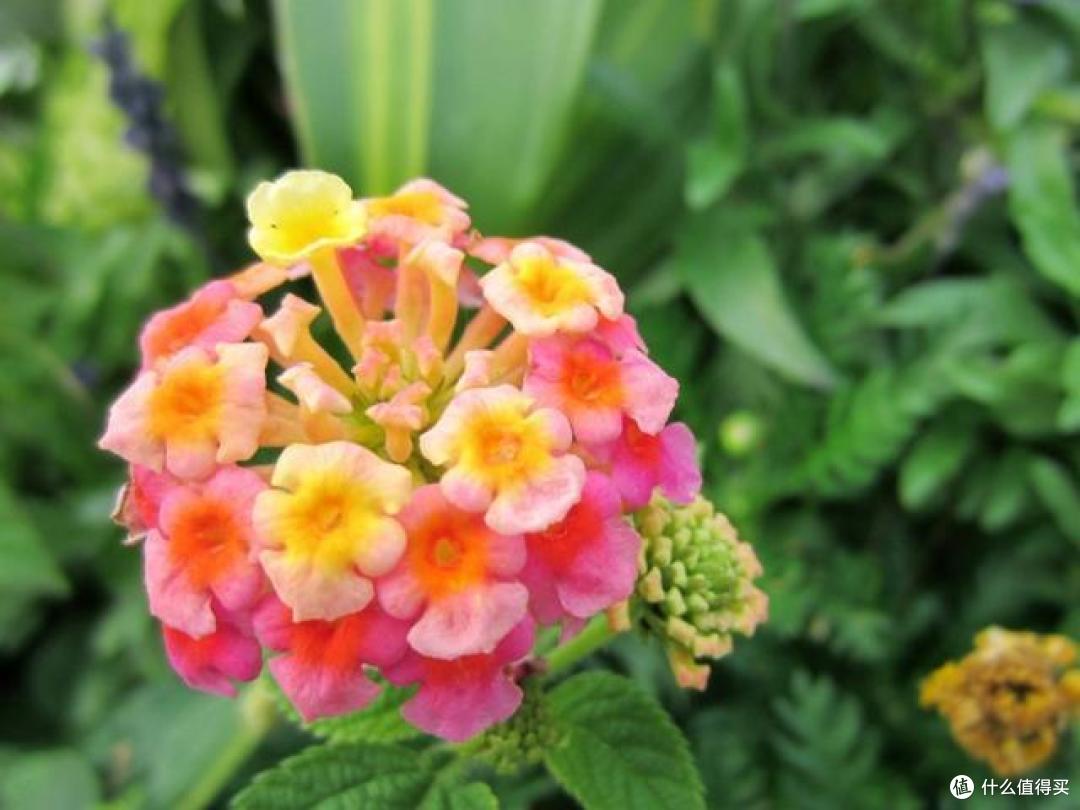 7种“大毒花”,家里有的,赶快搬出去,对家人健康没好处