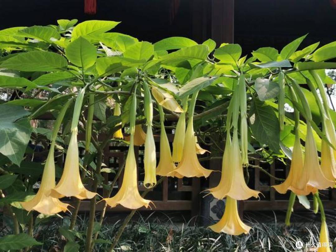 7种“大毒花”,家里有的,赶快搬出去,对家人健康没好处