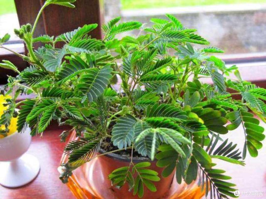 7种“大毒花”,家里有的,赶快搬出去,对家人健康没好处
