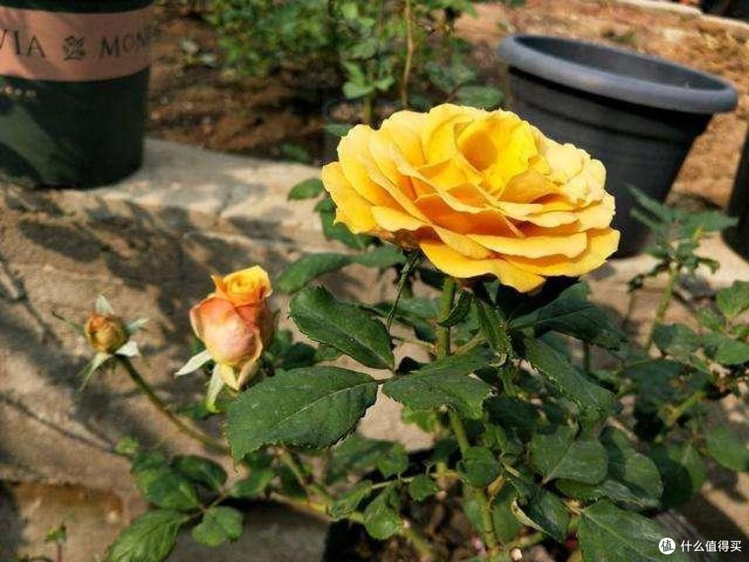 入秋后,浇水有讲究,尤其这4种水都是“夺命水”,浇一盆死一盆