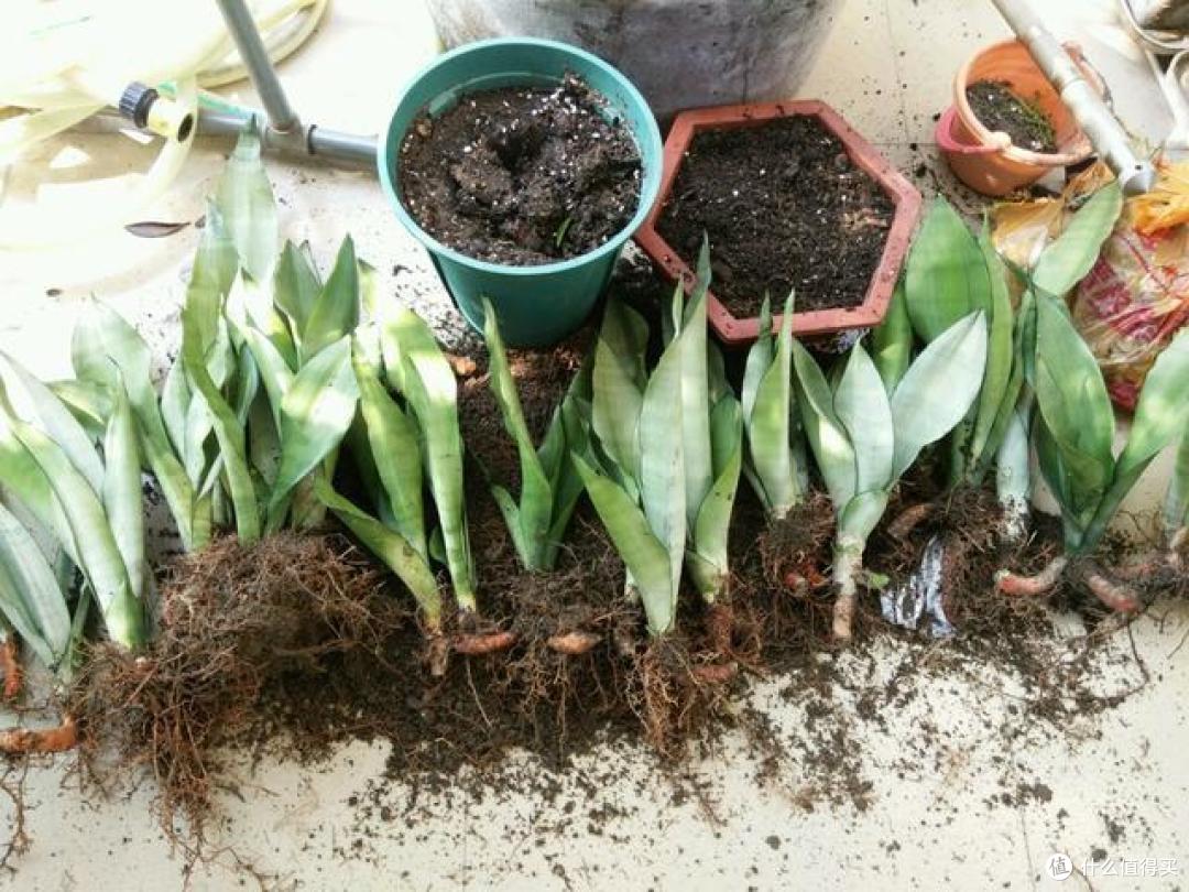 入秋后,浇水有讲究,尤其这4种水都是“夺命水”,浇一盆死一盆