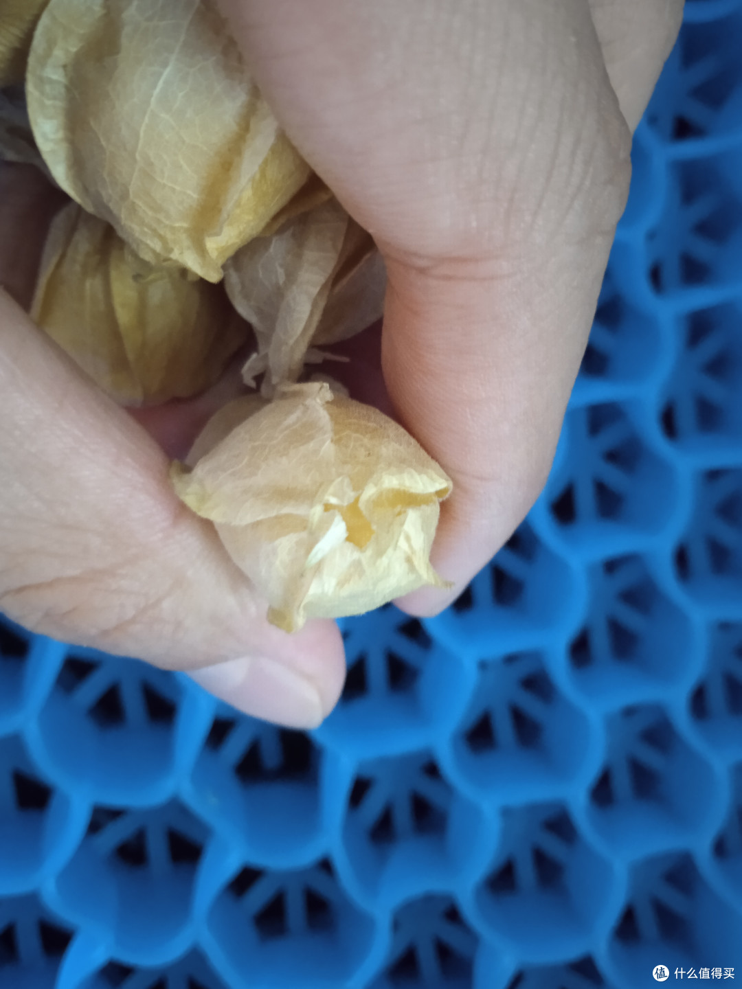 夏日时光这个东北小菇娘是真好吃啊甜甜的