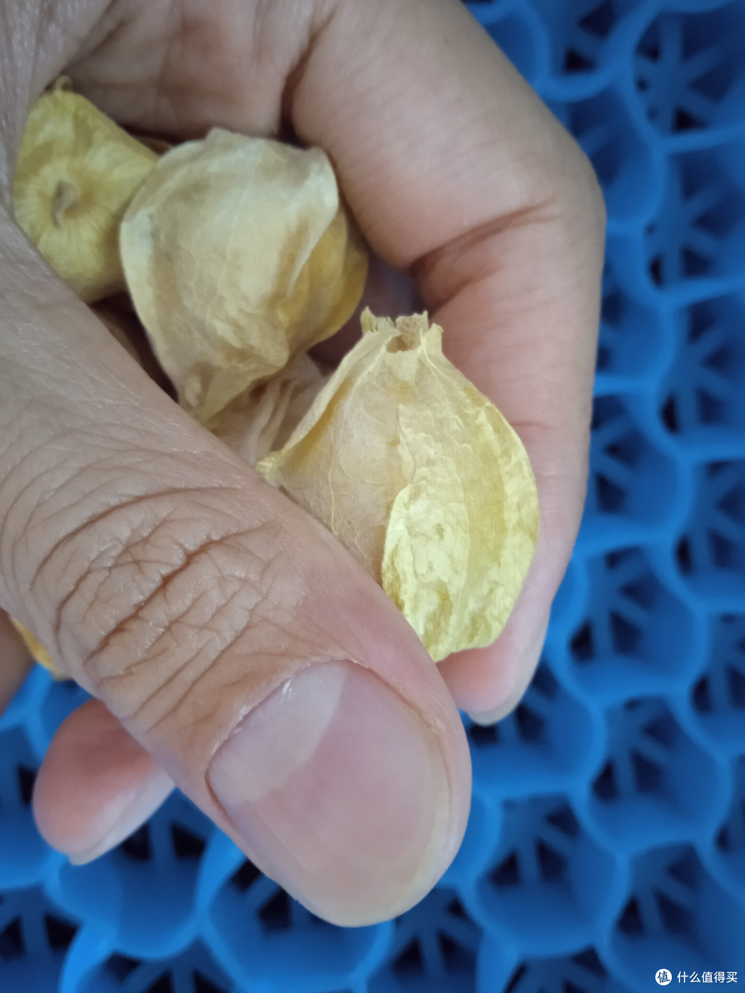 夏日时光这个东北小菇娘是真好吃啊甜甜的