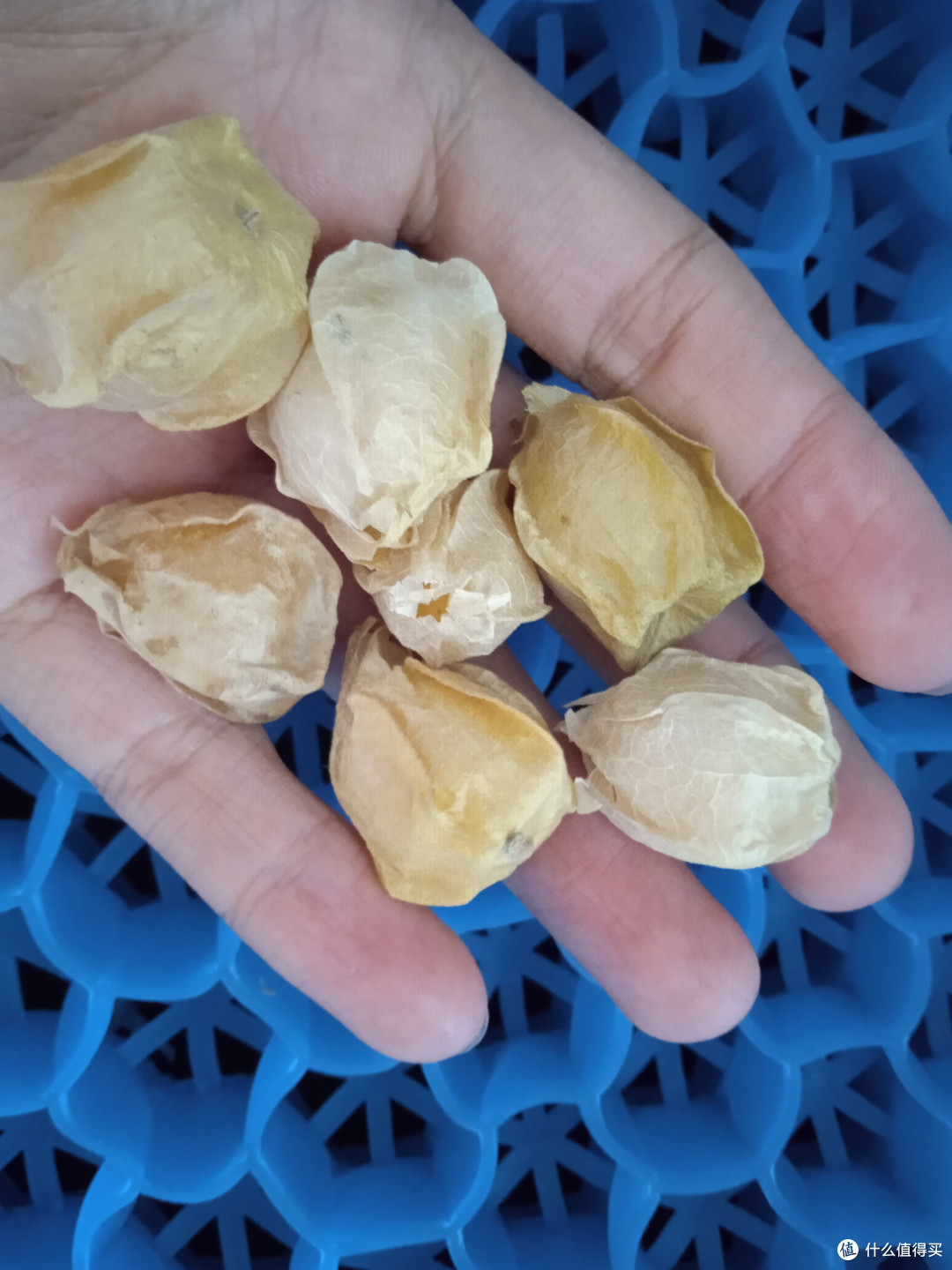 夏日时光这个东北小菇娘是真好吃啊甜甜的