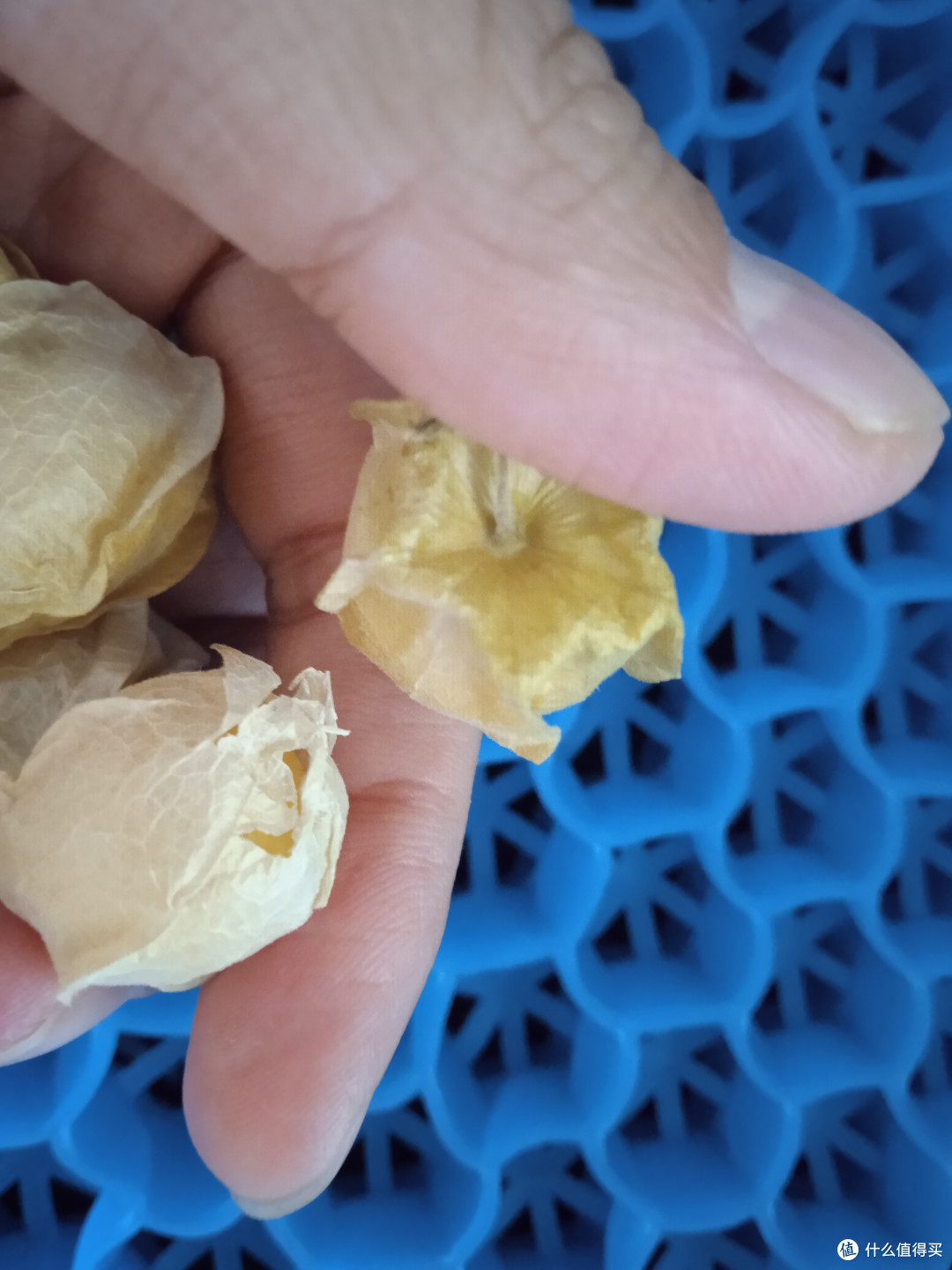 夏日时光这个东北小菇娘是真好吃啊甜甜的