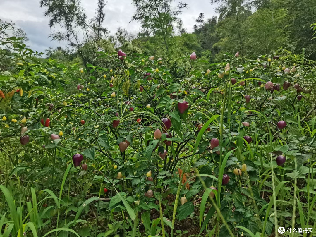 红心猕猴桃的种植条件是什么