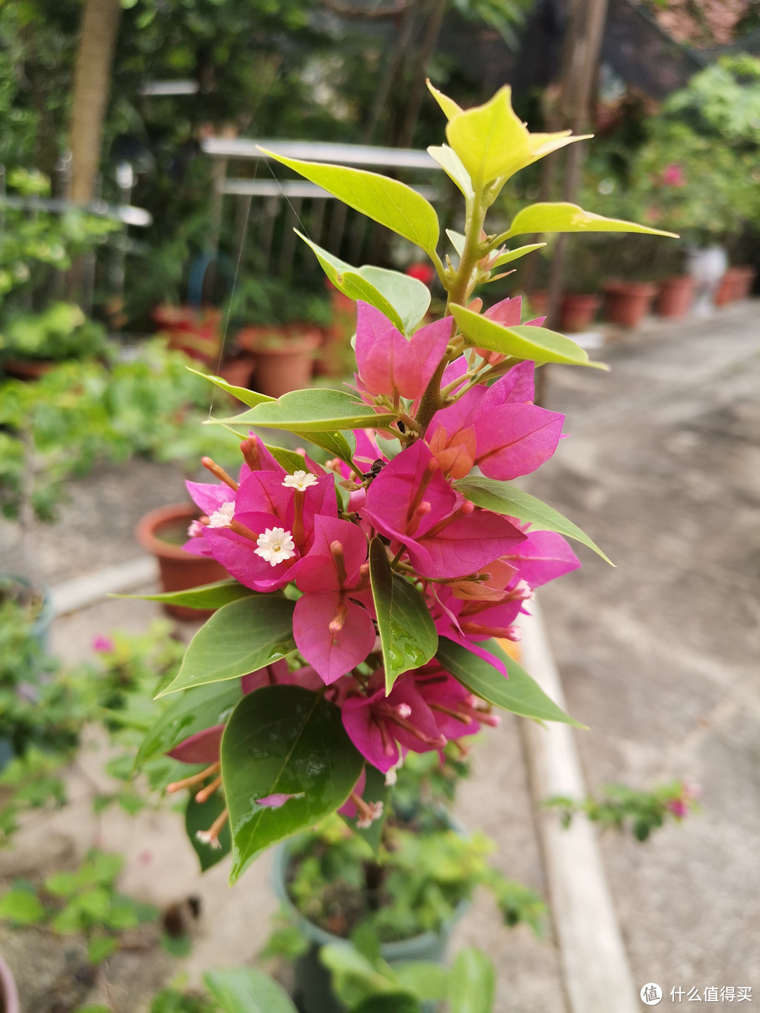 晒一下在夏日院子里面的皮实好花儿-1