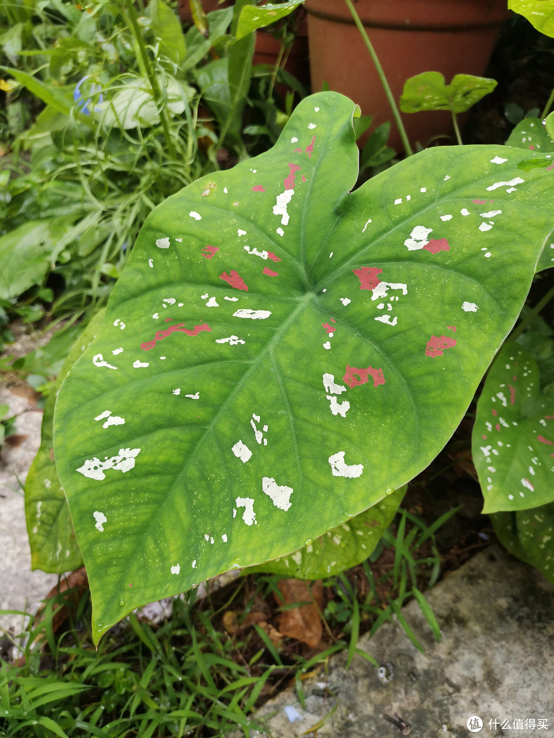 晒一下在夏日院子里面的皮实好花儿-1