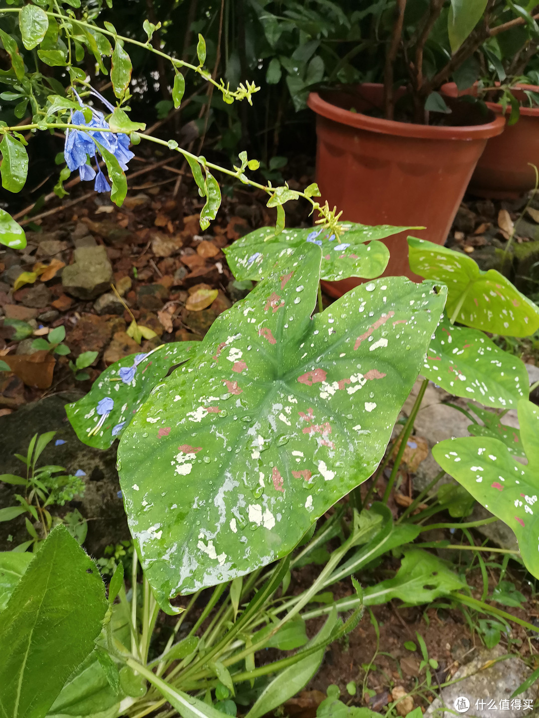 晒一下在夏日院子里面的皮实好花儿-1