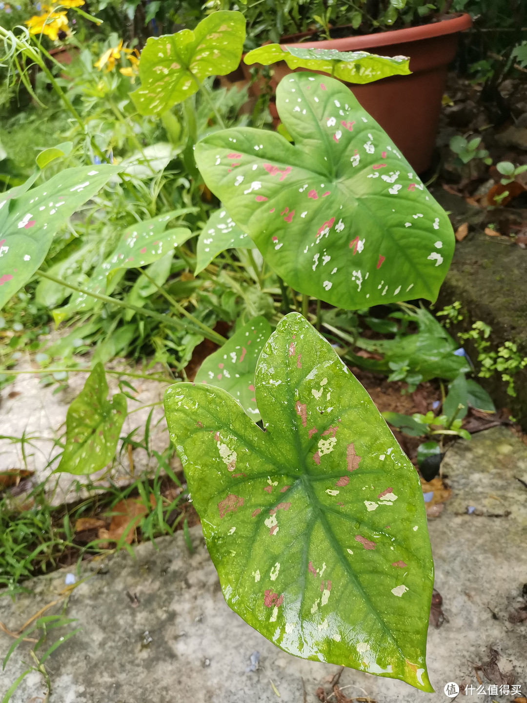 晒一下在夏日院子里面的皮实好花儿-1