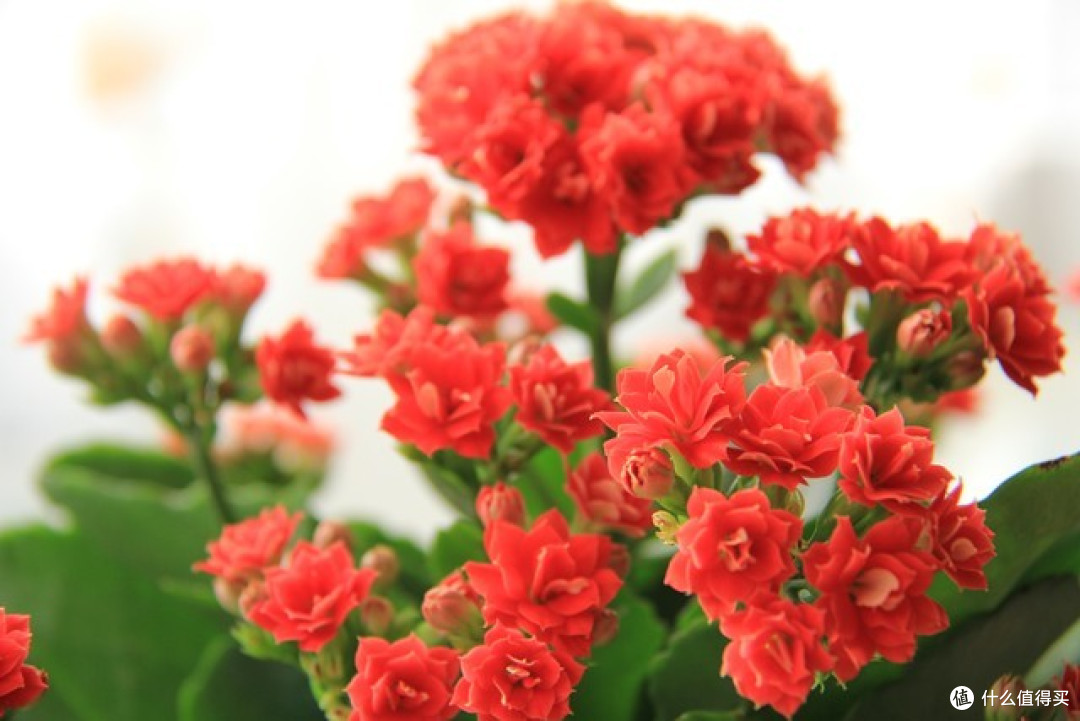 9月,“8种花”要养起来了,早种早生长,好处多多