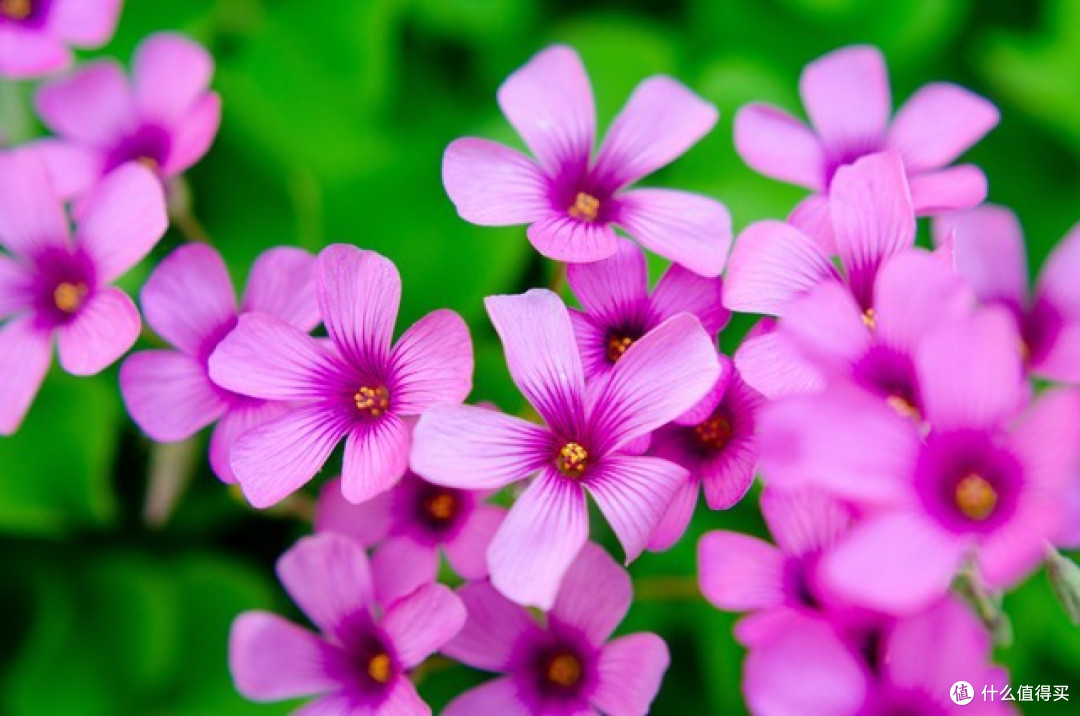 9月,“8种花”要养起来了,早种早生长,好处多多