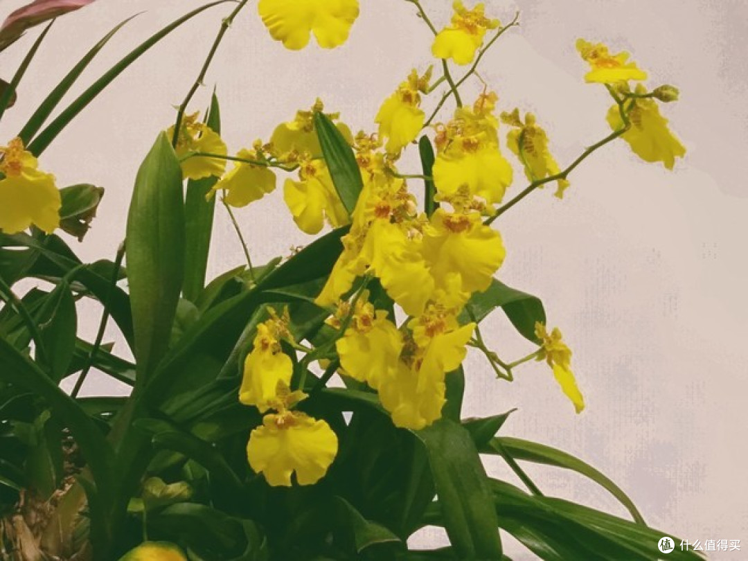 9月,“8种花”要养起来了,早种早生长,好处多多