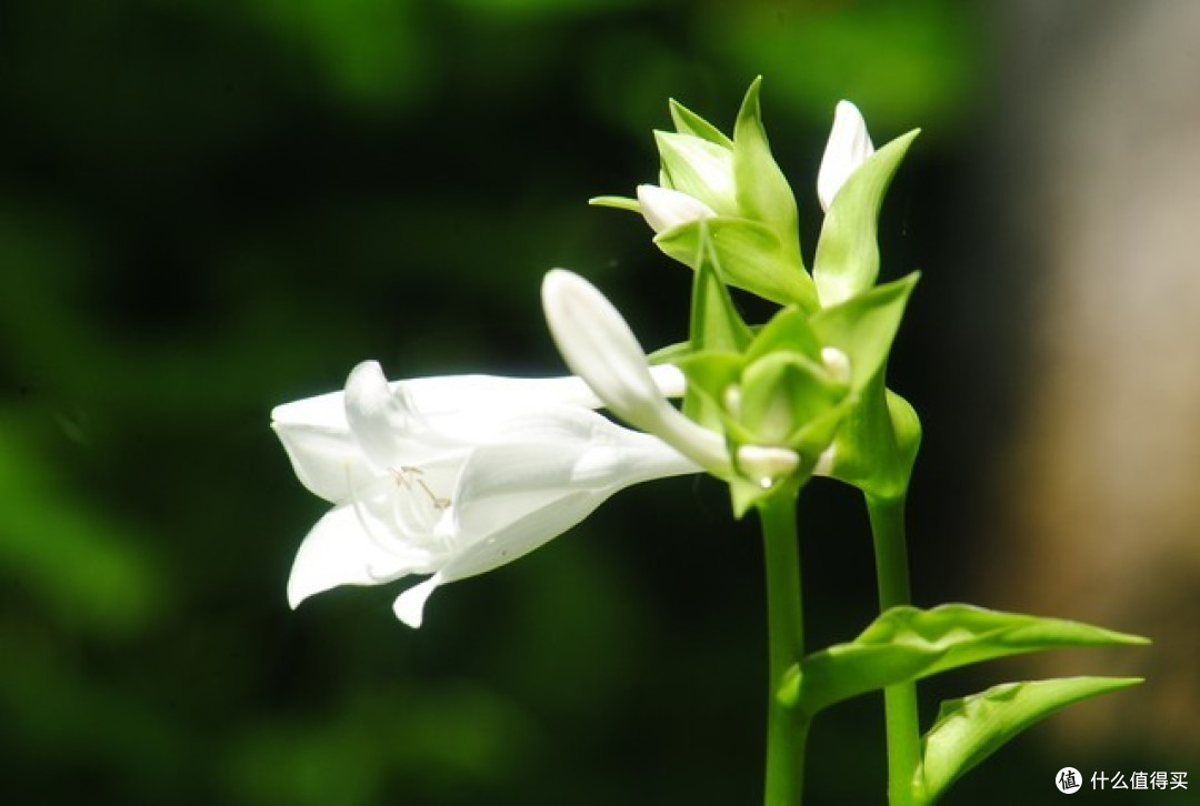 6种“漂亮花”都耐阴,要小心阳光,一晒就黄叶!