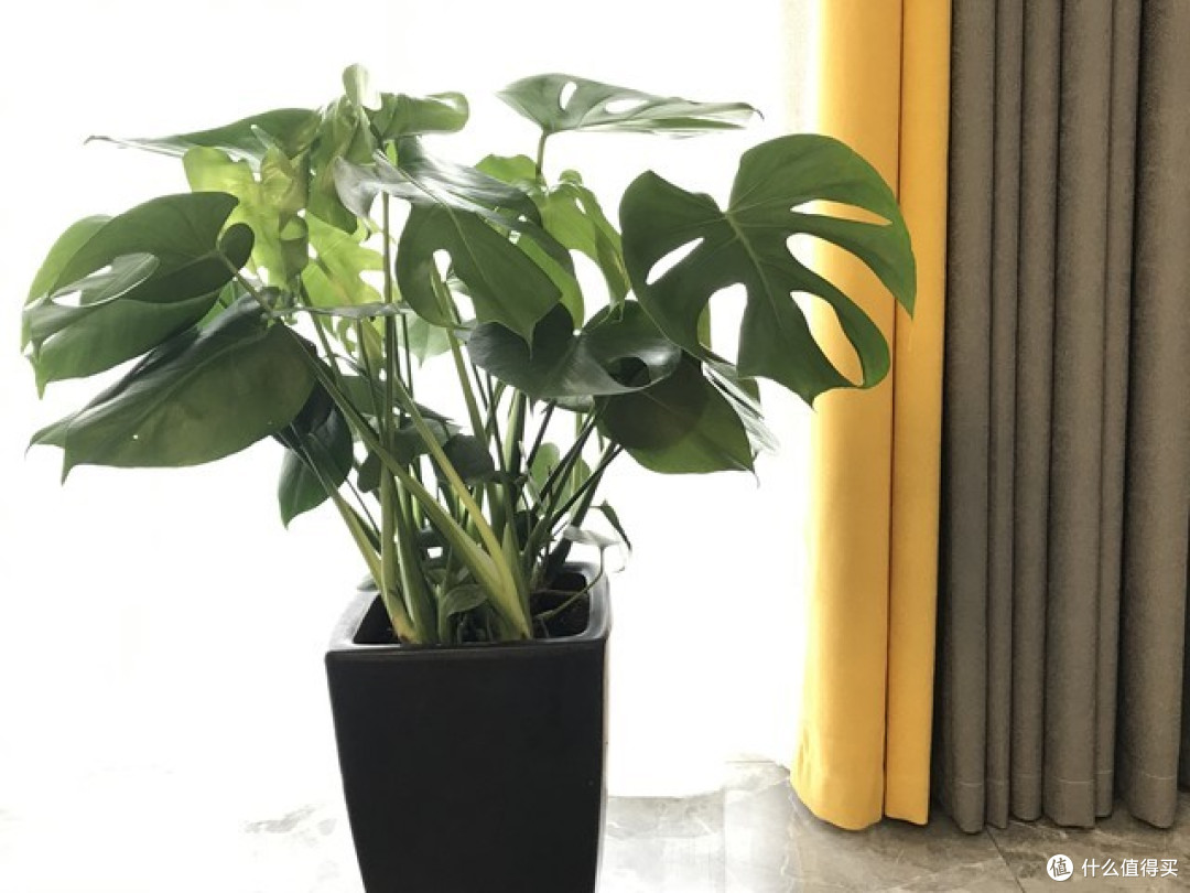 6种“漂亮花”都耐阴,要小心阳光,一晒就黄叶!