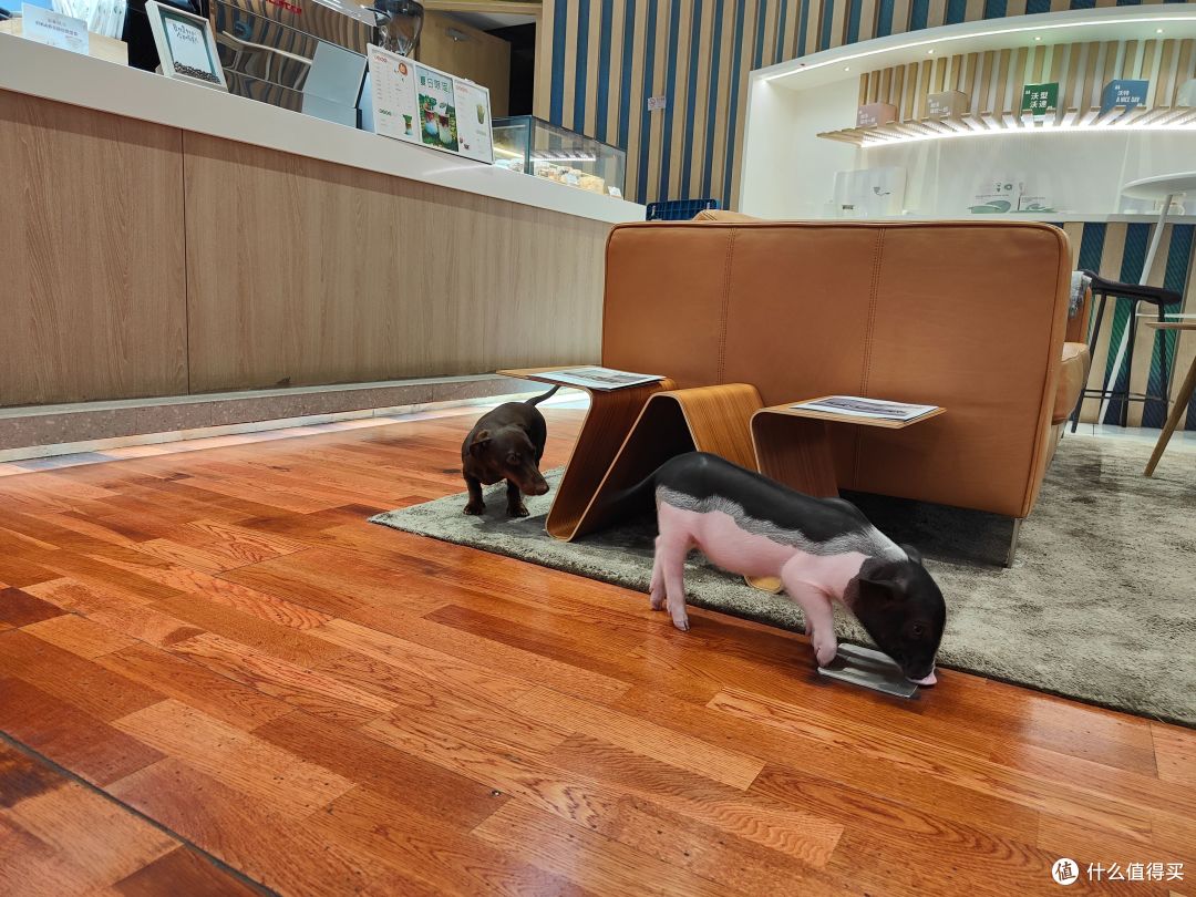 瑞典Fika体验；沃尔沃城市体验店福利