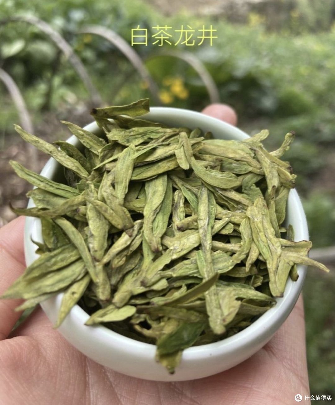 一杯龙井，茶香溢满屋"