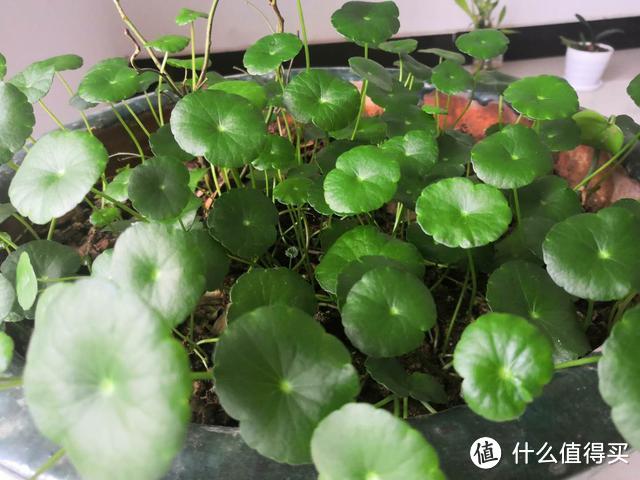 想要打造庭院花园，就要杜绝3种花草，容易“泛滥”，清理挺费事