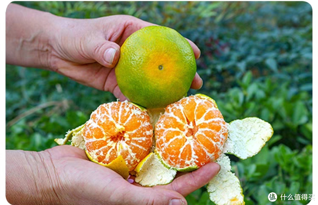 橘子的秘密：多吃橘子竟能提高免疫力!