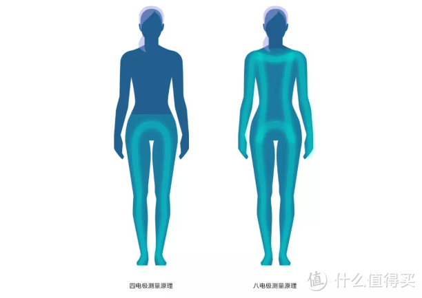 减肥人一定要有个好用的称:云康宝CS10E八电极体脂秤 入手体验