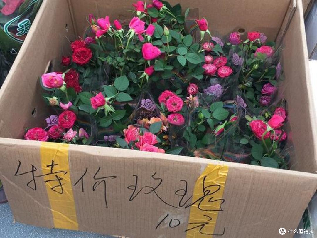 “被丢弃的花草”,再喜欢也别往家搬,看一看再说,当心惹麻烦