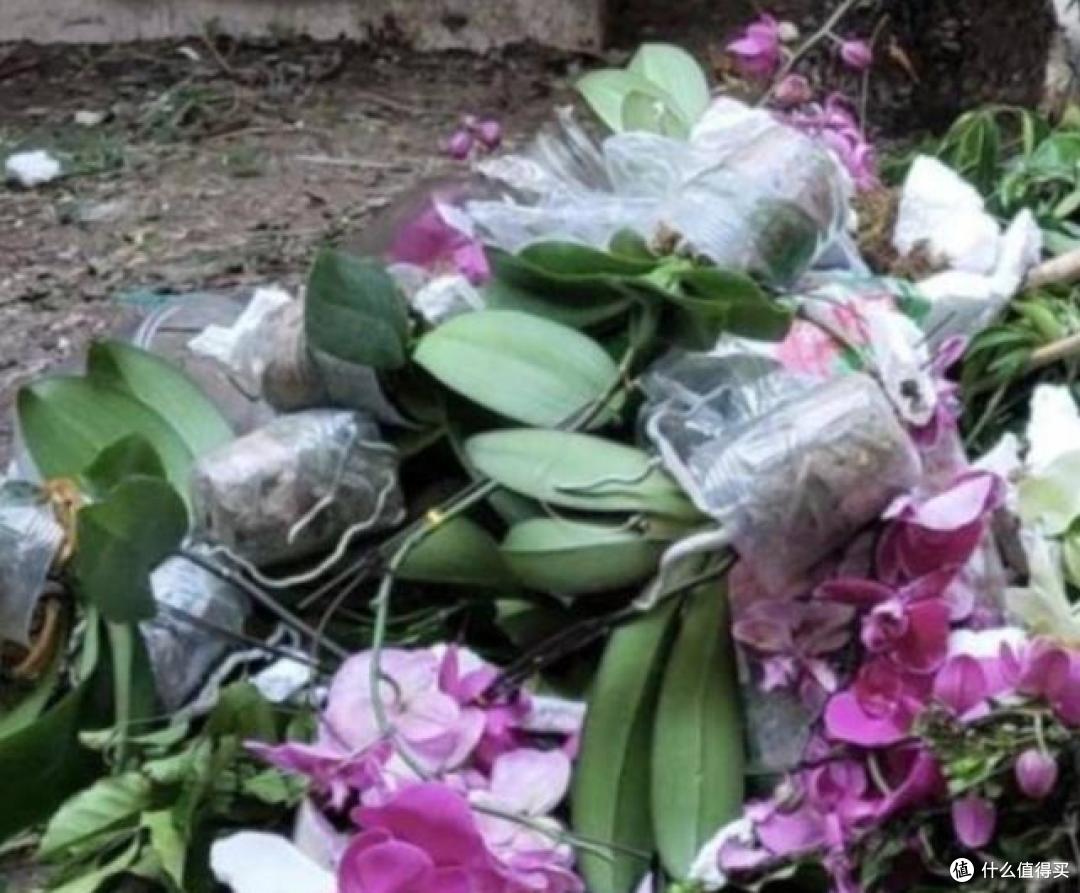 “被丢弃的花草”,再喜欢也别往家搬,看一看再说,当心惹麻烦