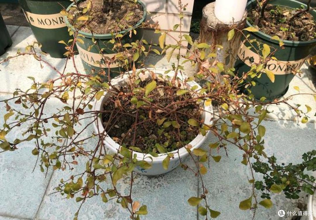 “被丢弃的花草”,再喜欢也别往家搬,看一看再说,当心惹麻烦