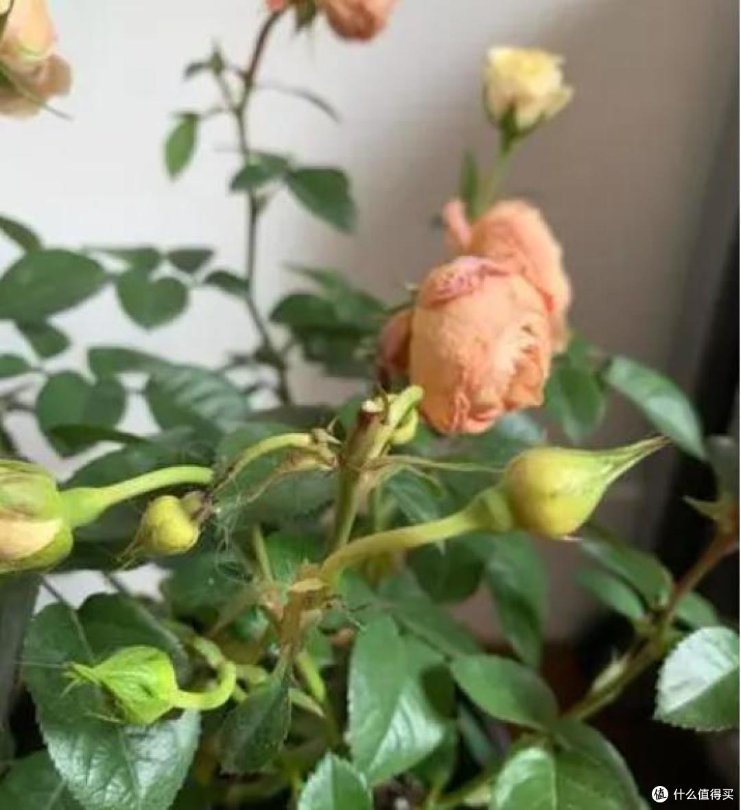 “被丢弃的花草”,再喜欢也别往家搬,看一看再说,当心惹麻烦