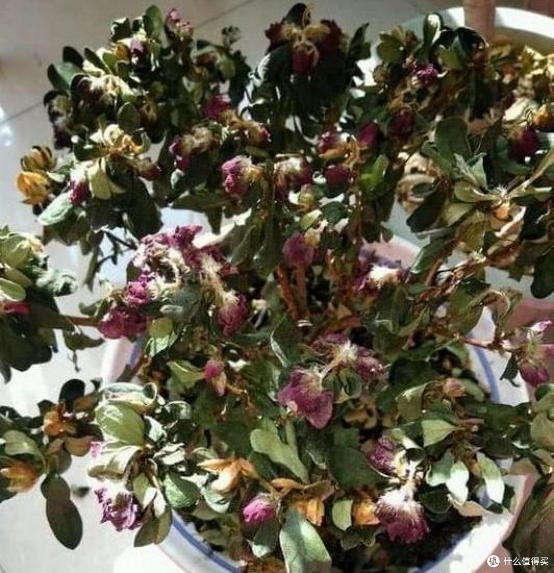 “被丢弃的花草”,再喜欢也别往家搬,看一看再说,当心惹麻烦