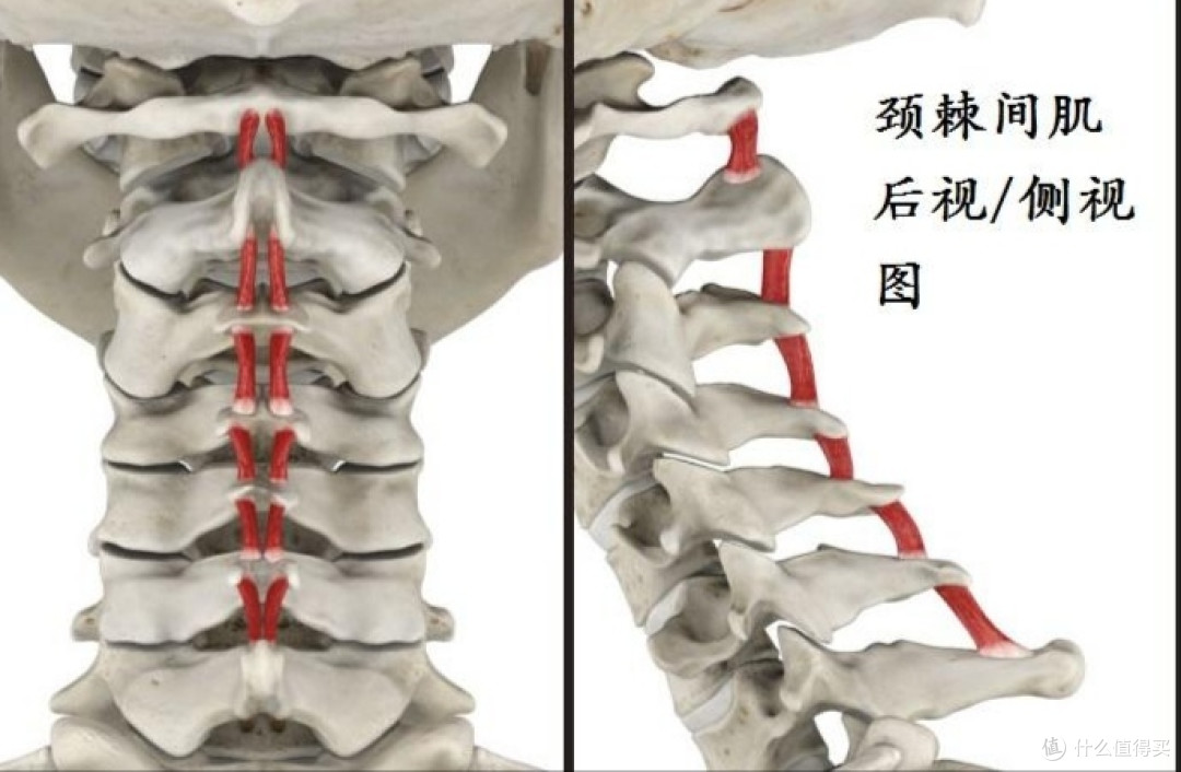 流汗计划之改怎么锻炼竖脊肌呢