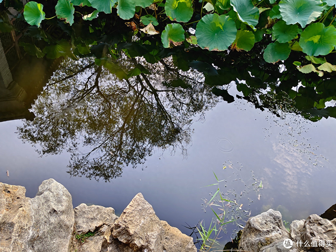 秋日荷塘之手机摄影记录谐趣园的清凉