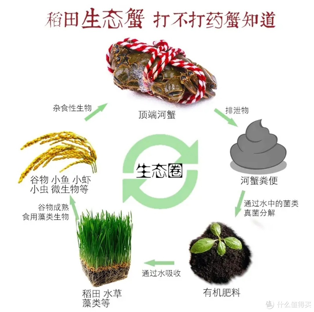 今天给大家介绍一款北方的大闸蟹