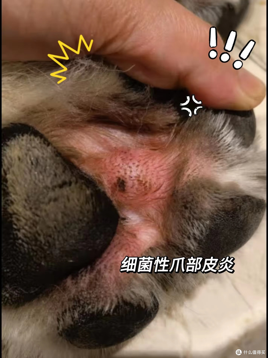 狗狗常见病之细菌性爪部皮炎篇