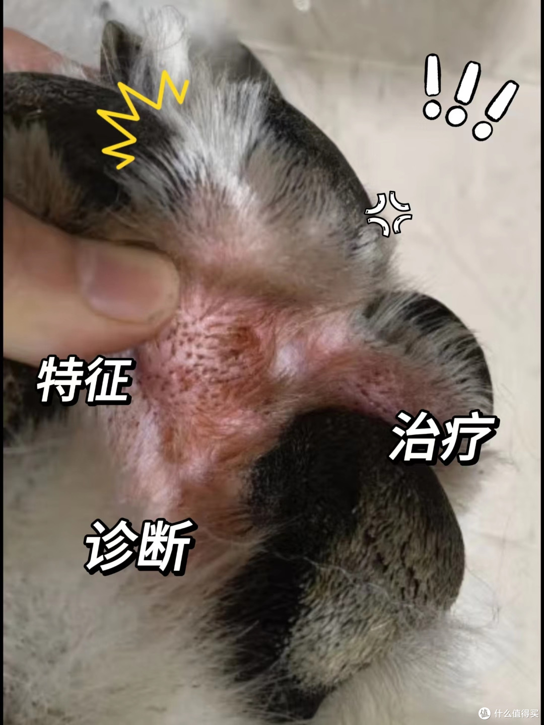 狗狗常见病之细菌性爪部皮炎篇