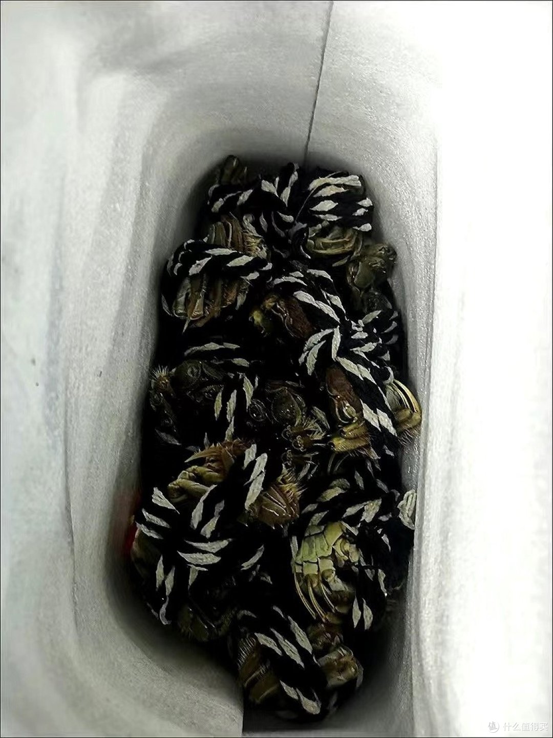 到了吃蟹的季节我们应该如何挑选大闸蟹呢