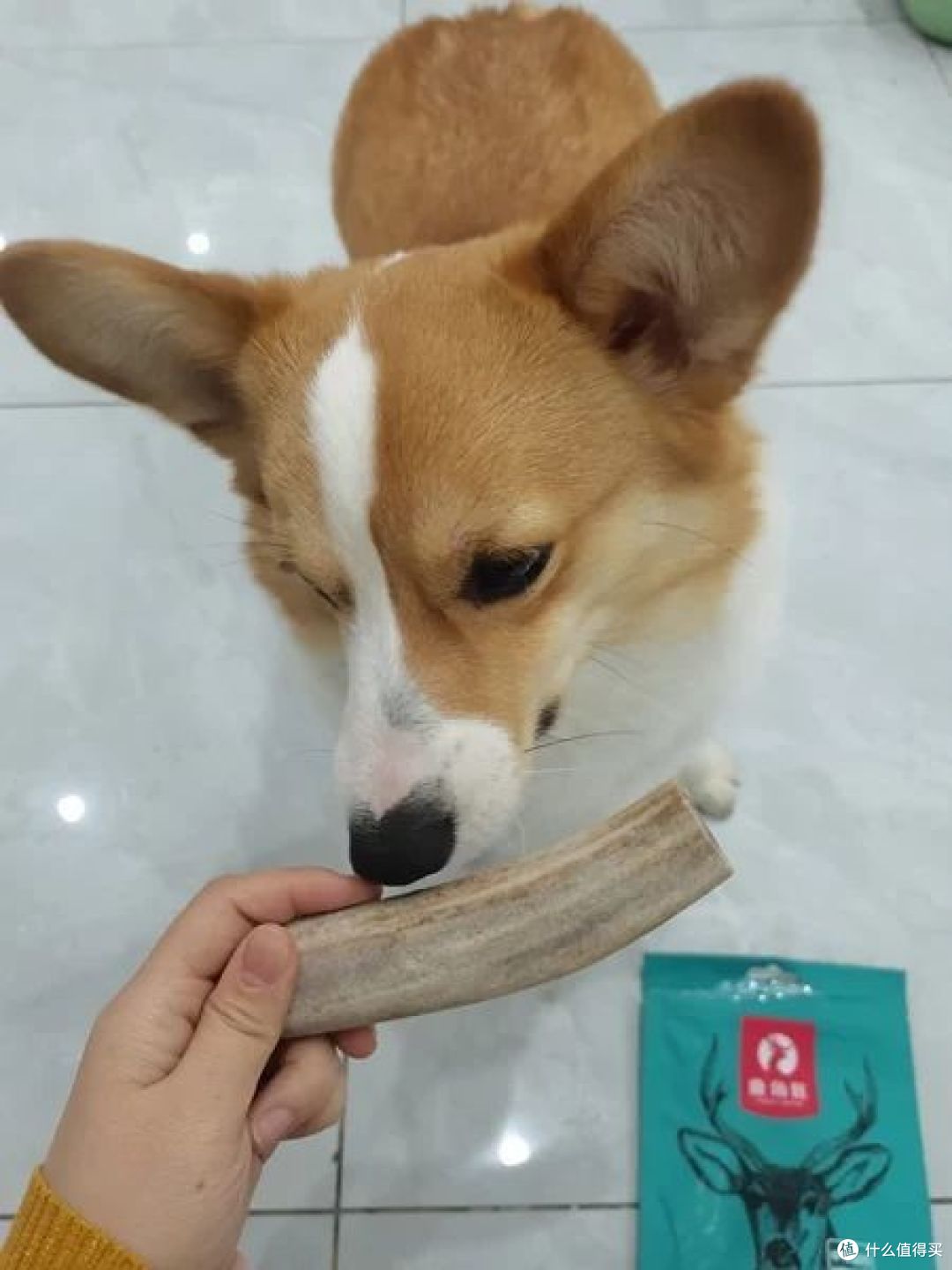 有哪些耐吃的狗零食推荐?